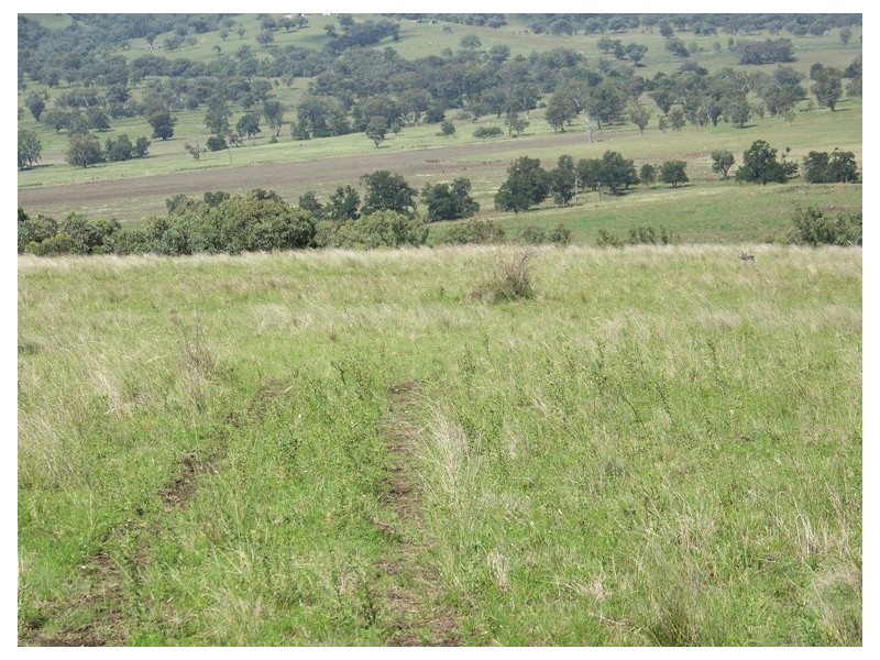 . Borambil Creek Road, Willow Tree NSW 2339