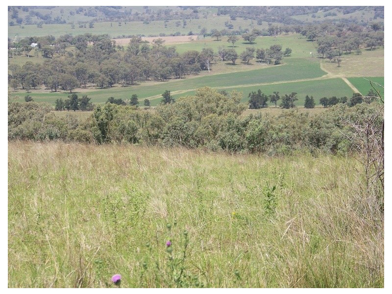. Borambil Creek Road, Willow Tree NSW 2339