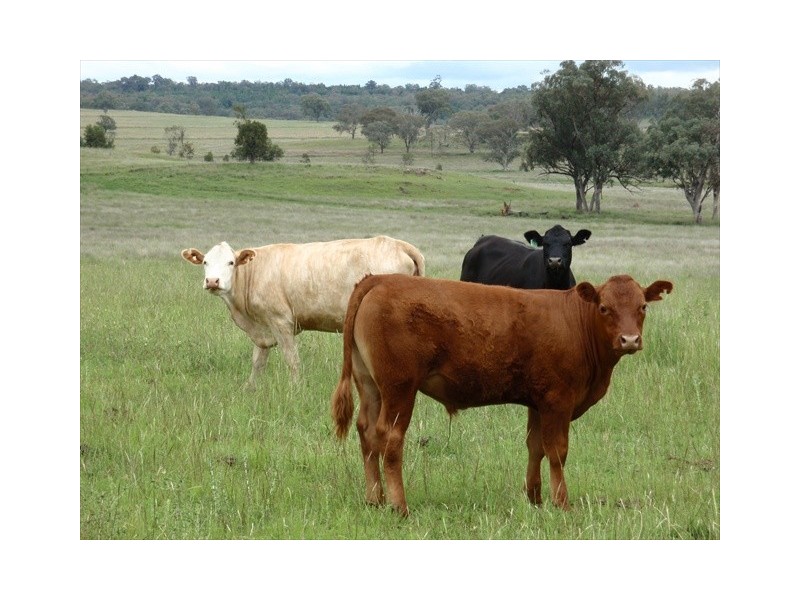 Tambar Springs NSW 2381