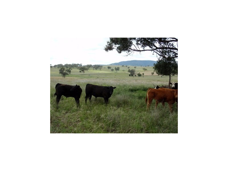 Tambar Springs NSW 2381