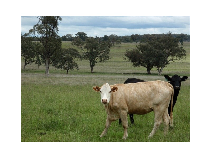 Tambar Springs NSW 2381