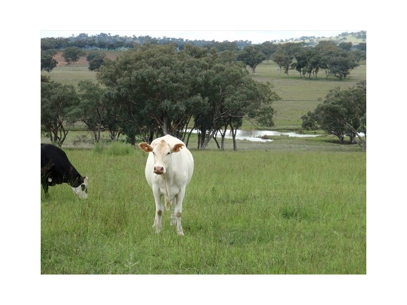 Tambar Springs NSW 2381