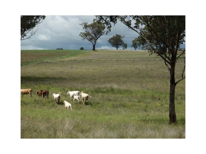 Tambar Springs NSW 2381