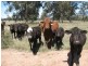 “Leewood” Newell Highway, Narrabri NSW 2390