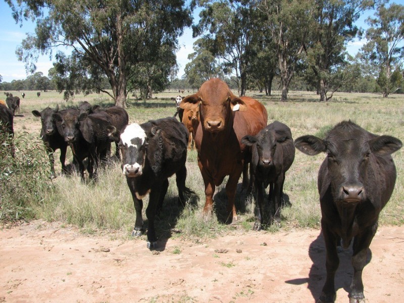 “Leewood” Newell Highway, Narrabri NSW 2390