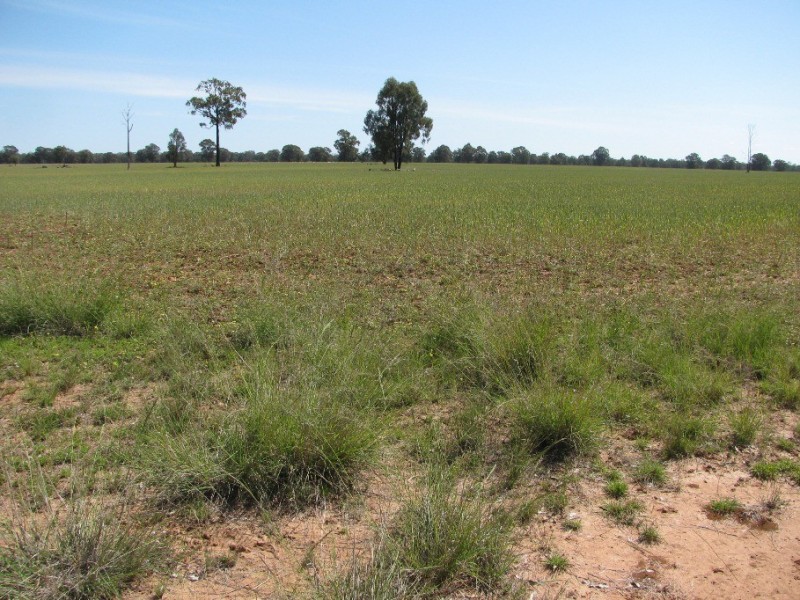 “Leewood” Newell Highway, Narrabri NSW 2390
