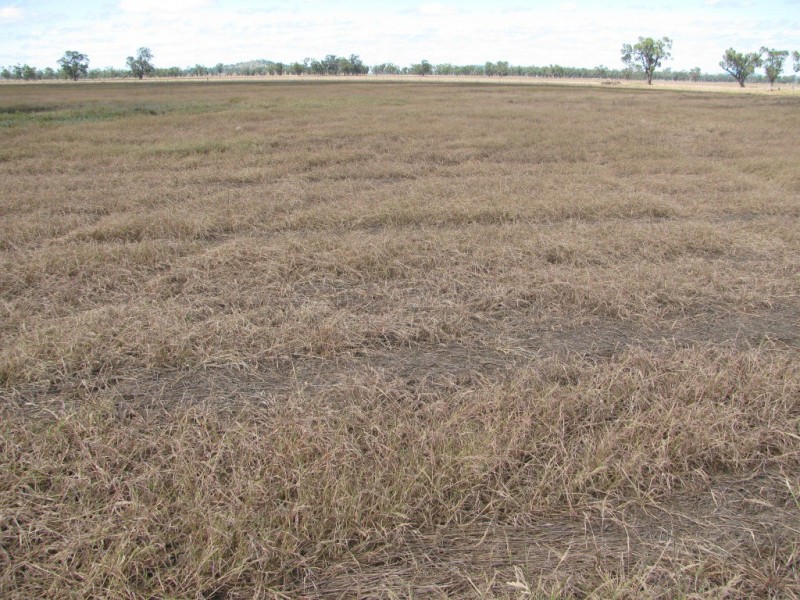 Blue Vale Road, Gunnedah NSW 2380