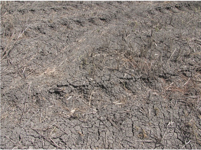 Blue Vale Road, Gunnedah NSW 2380