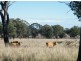 1452 Merriwa Road, Willow Tree NSW 2339