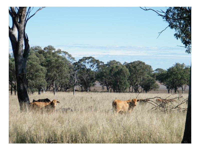 1452 Merriwa Road, Willow Tree NSW 2339