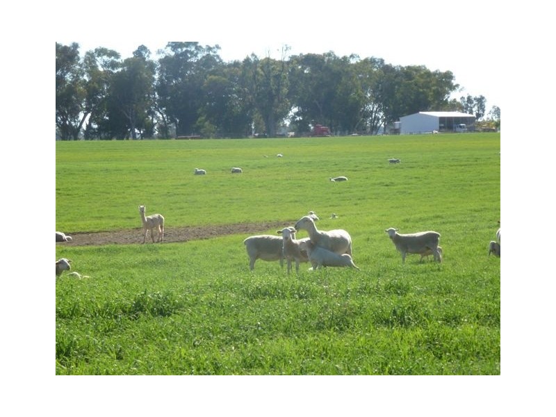 Binnaway NSW 2395