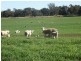 Binnaway NSW 2395