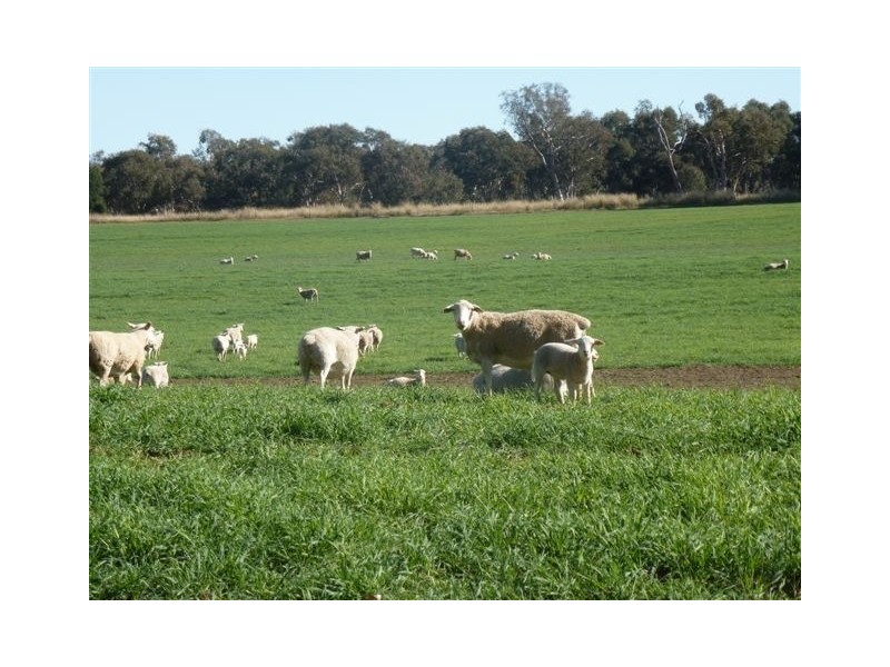 Binnaway NSW 2395