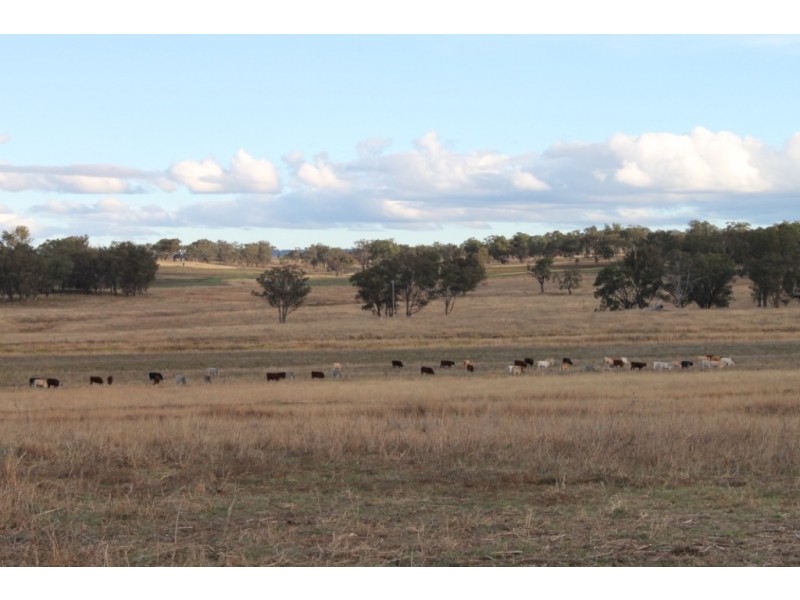 WIMBLEDON Turners Lane, Inverell NSW 2360