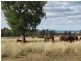 1466 Delwood Road, Boggabri NSW 2382
