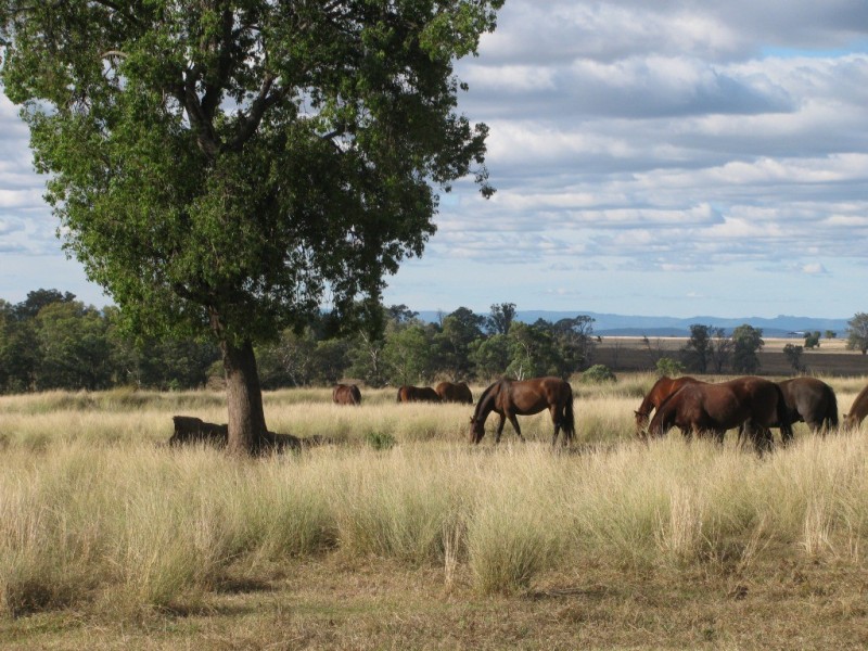 1466 Delwood Road, Boggabri NSW 2382