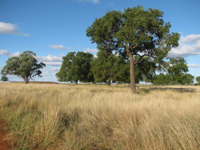1466 Delwood Road, Boggabri NSW 2382