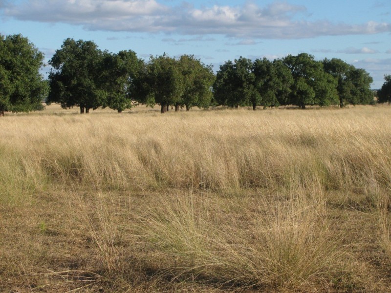1466 Delwood Road, Boggabri NSW 2382