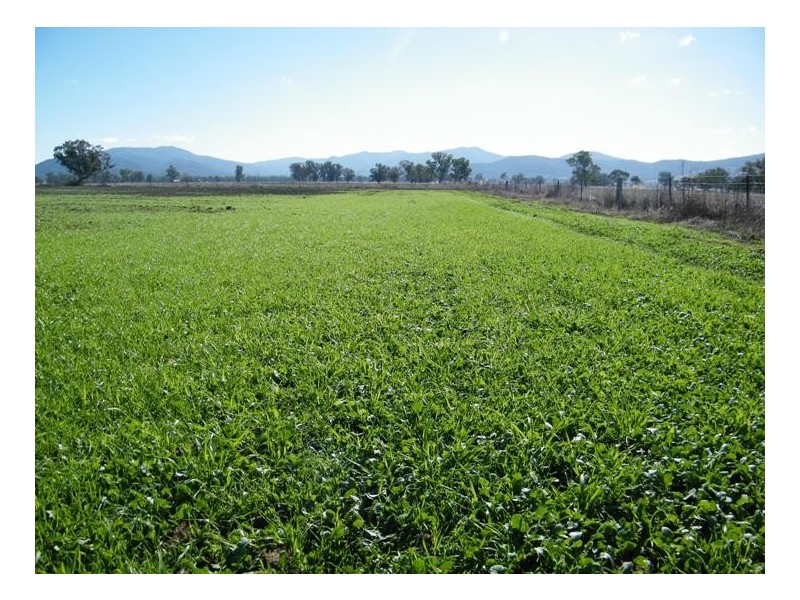 RANNOCH PARK Piallaway Rd, Currabubula NSW 2342