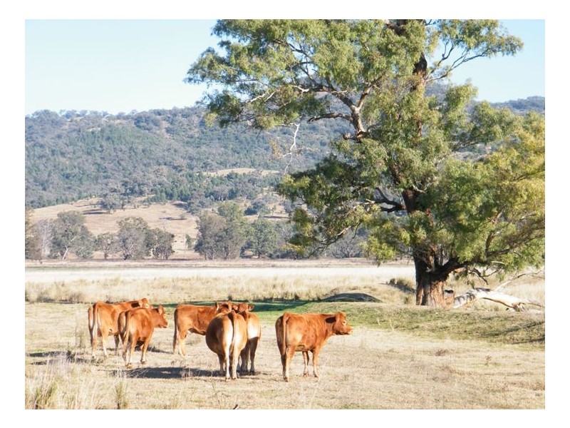 RANNOCH PARK Piallaway Rd, Currabubula NSW 2342