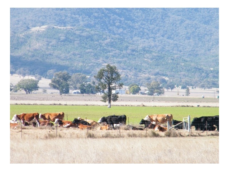 RANNOCH PARK Piallaway Rd, Currabubula NSW 2342