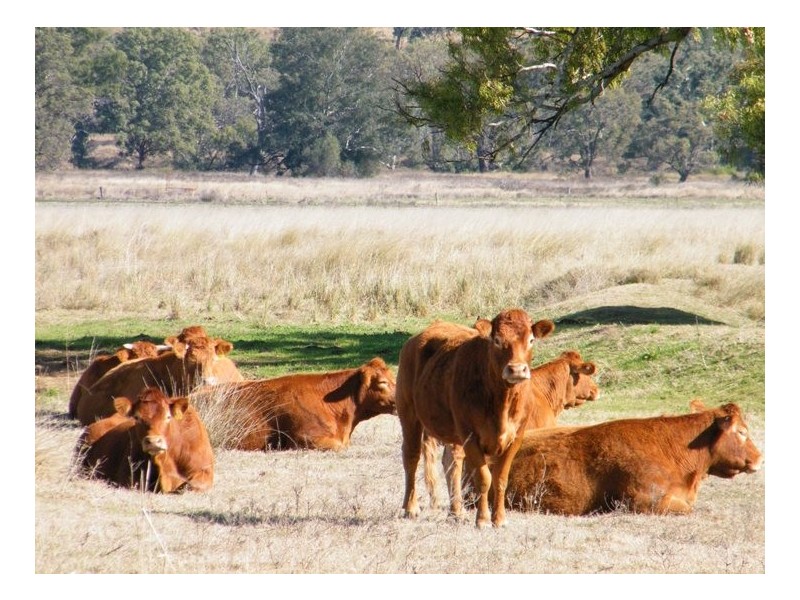 RANNOCH PARK Piallaway Rd, Quirindi NSW 2343