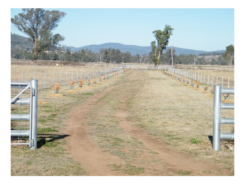 RANNOCH PARK Piallaway Rd, Quirindi NSW 2343