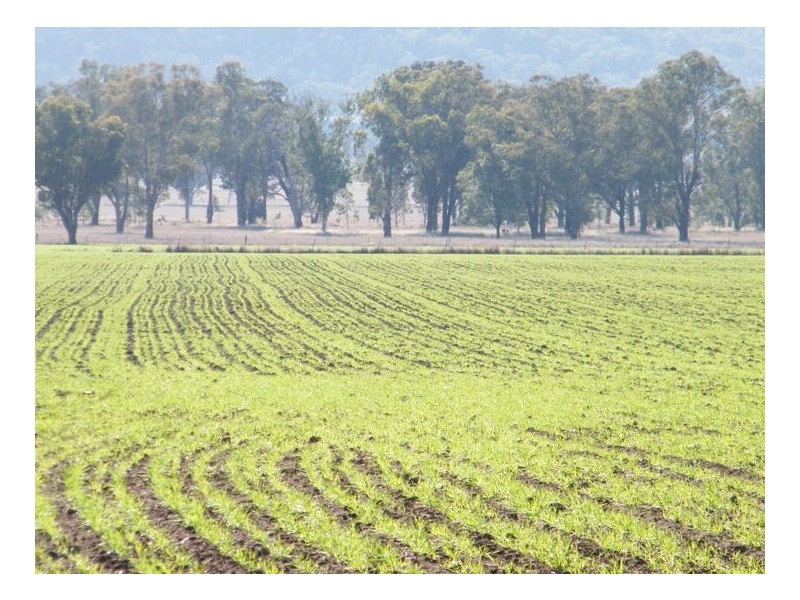 RANNOCH PARK Piallaway Rd, Quirindi NSW 2343