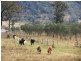 838 Ridgelands Road, Muswellbrook NSW 2333
