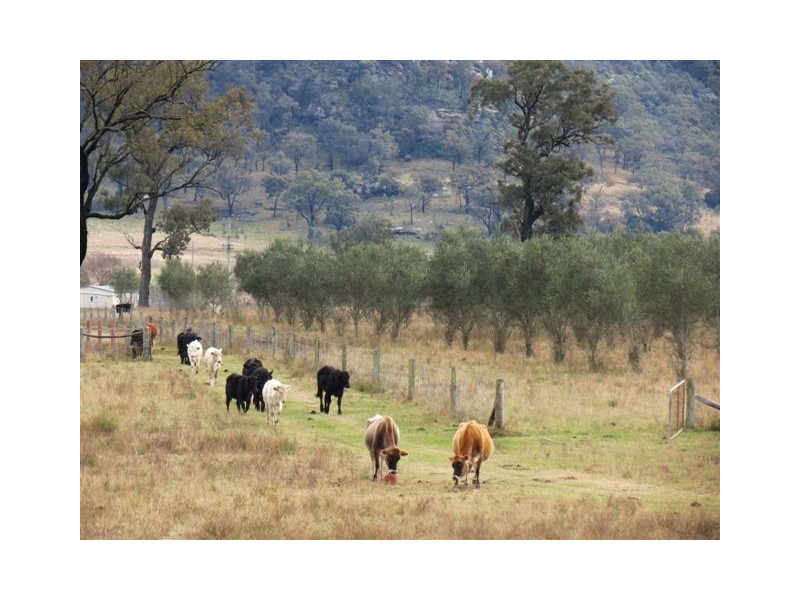 838 Ridgelands Road, Muswellbrook NSW 2333