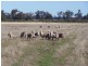214 Hando’s Road, Tomingley NSW 2869