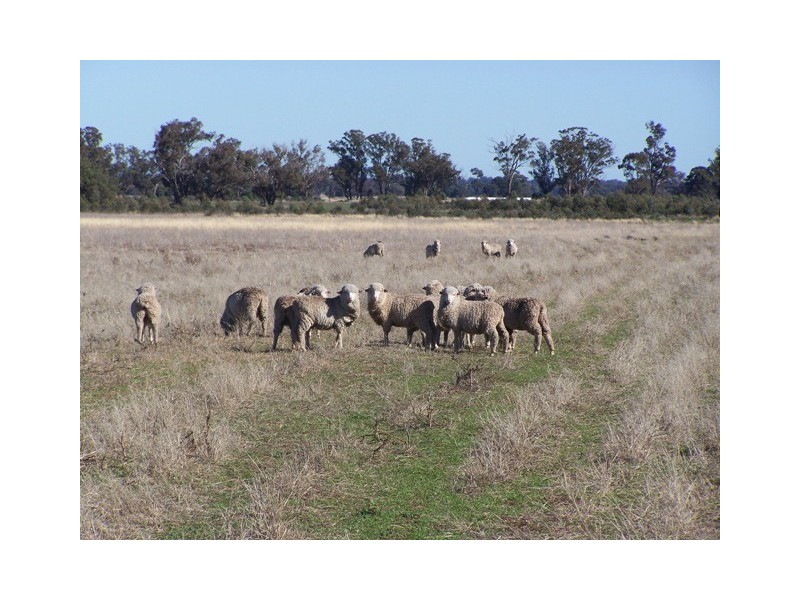214 Hando’s Road, Tomingley NSW 2869
