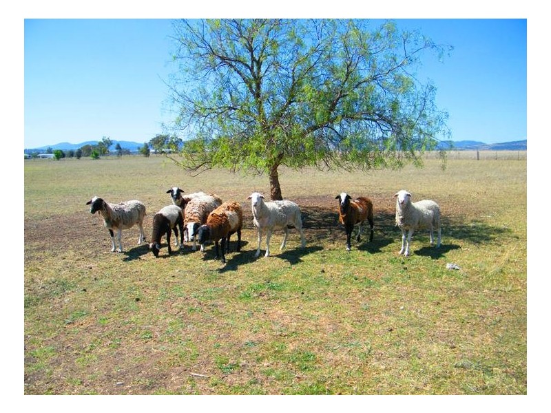 57 Stanley Crescent, Quirindi NSW 2343