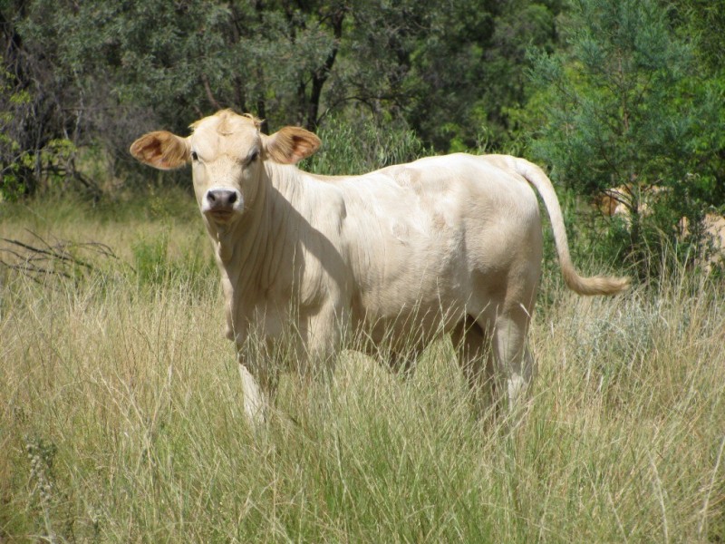 668 Melburra Road, Narrabri NSW 2390