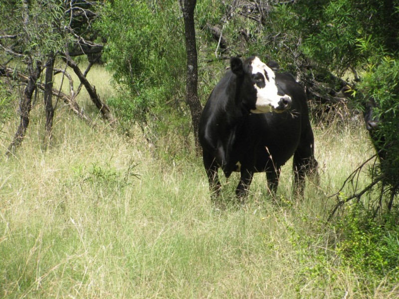 668 Melburra Road, Narrabri NSW 2390