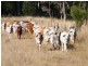 120 Carara Rd, Gunnedah NSW 2380