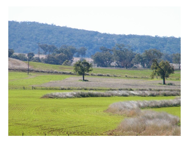 120 Carara Rd, Quirindi NSW 2343
