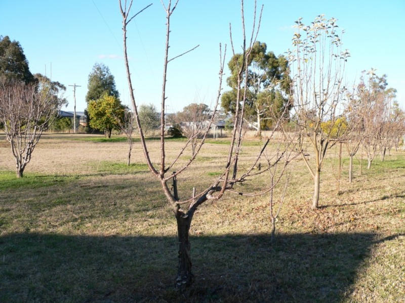 OLD LAURISTON Gwydir Highway, Inverell NSW 2360
