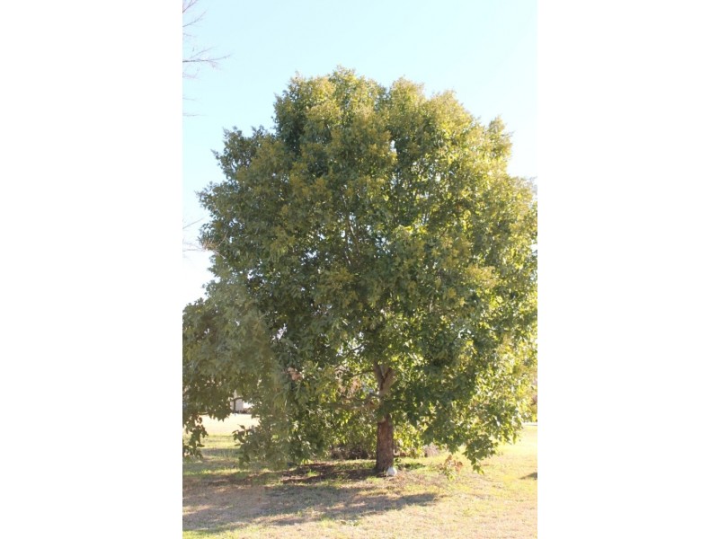 OLD LAURISTON Gwydir Highway, Inverell NSW 2360