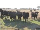 “KABINGA” Mitchell Highway, Dubbo NSW 2830