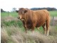 175 Caloola Road, Boggabri NSW 2382