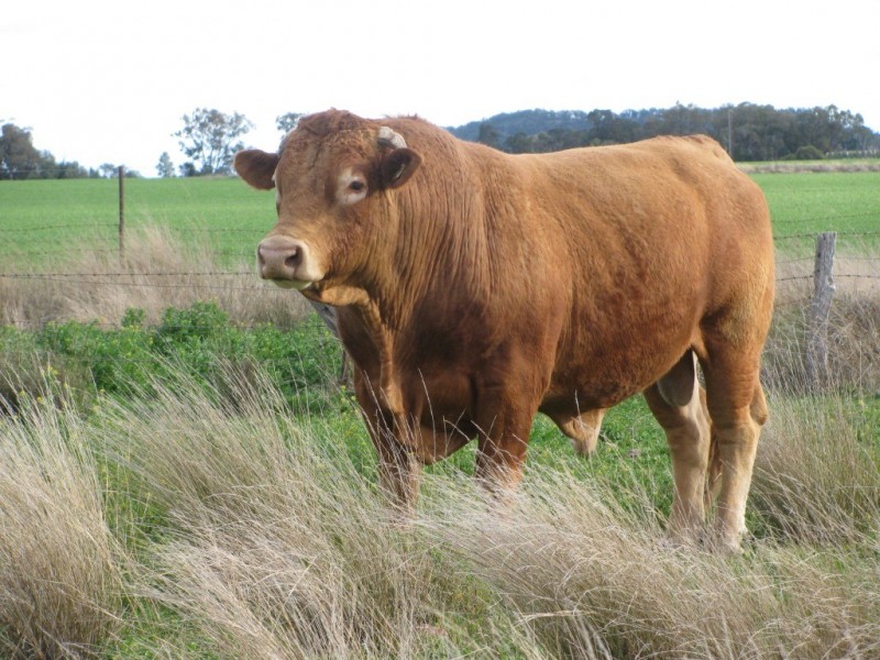 175 Caloola Road, Boggabri NSW 2382