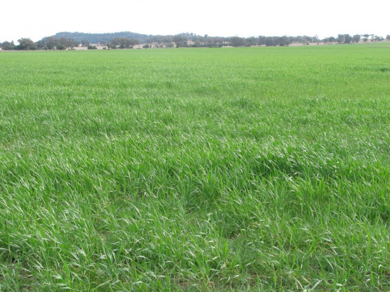 175 Caloola Road, Boggabri NSW 2382