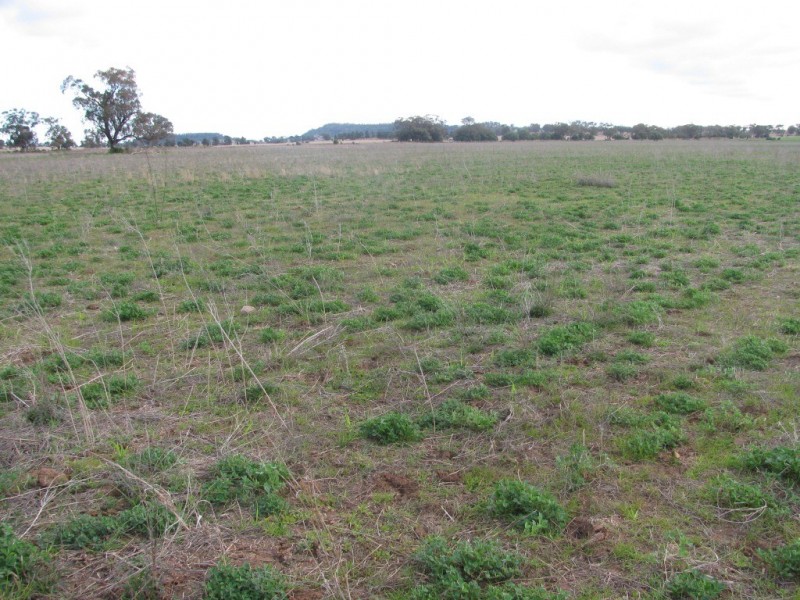 175 Caloola Road, Boggabri NSW 2382