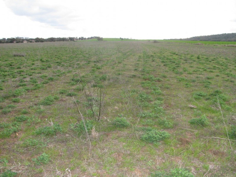 175 Caloola Road, Boggabri NSW 2382