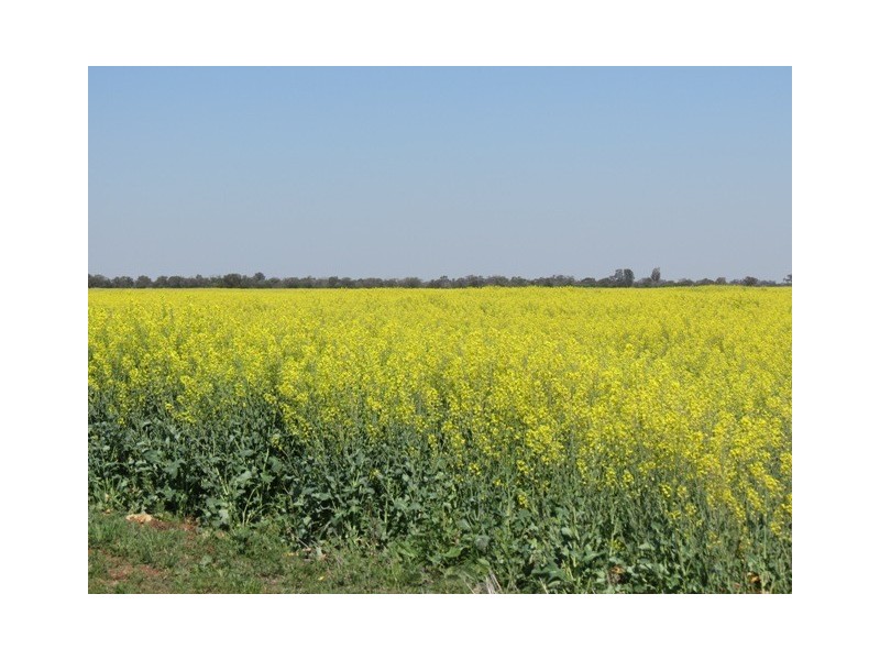 Back Warriston Pine View, Road,, Dubbo NSW 2830