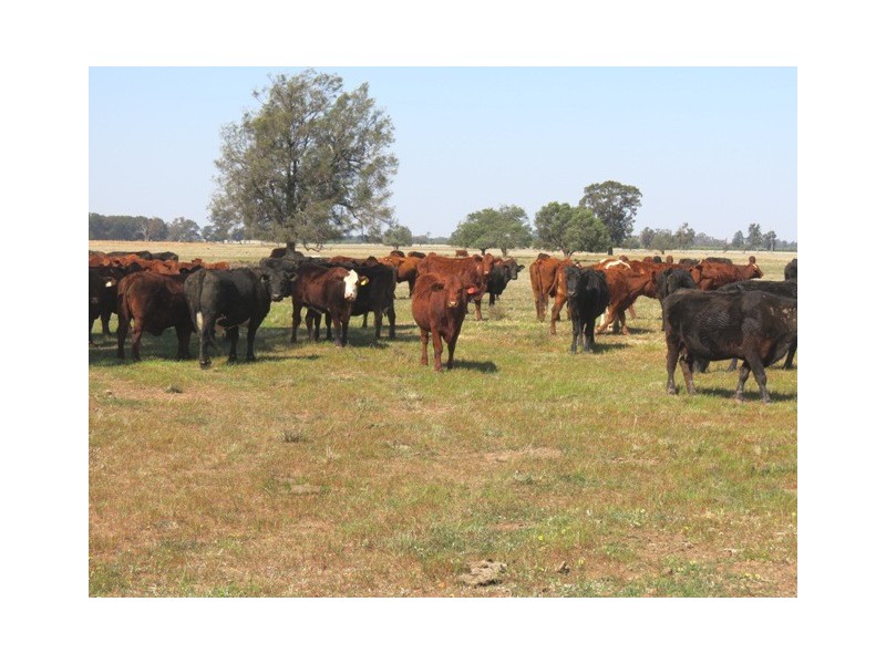 Back Warriston Pine View, Road,, Dubbo NSW 2830