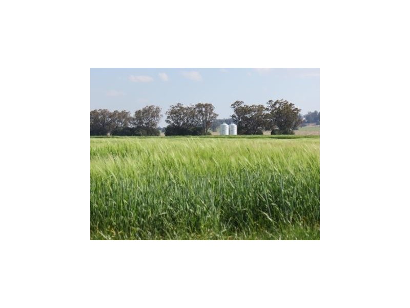 ‘The Block’ Shaws Road, Gunnedah NSW 2380