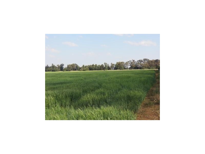 ‘The Block’ Shaws Road, Gunnedah NSW 2380