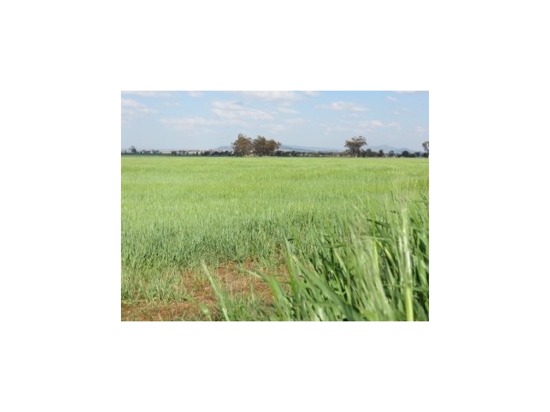 ‘The Block’ Shaws Road, Gunnedah NSW 2380